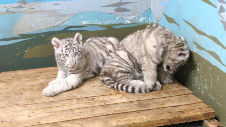 Bílí tygři v Zoo Bratislava (Samir, Surya a matka Shilang v prosinci 2008) Bílí tygři v Zoo Bratislava (Samir, Surya a matka Shilang v prosinci 2008)