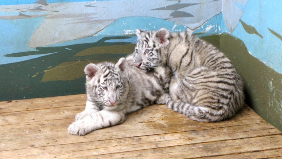 Bílí tygři v Zoo Bratislava (Samir, Surya a matka Shilang v prosinci 2008) Bílí tygři v Zoo Bratislava (Samir, Surya a matka Shilang v prosinci 2008)