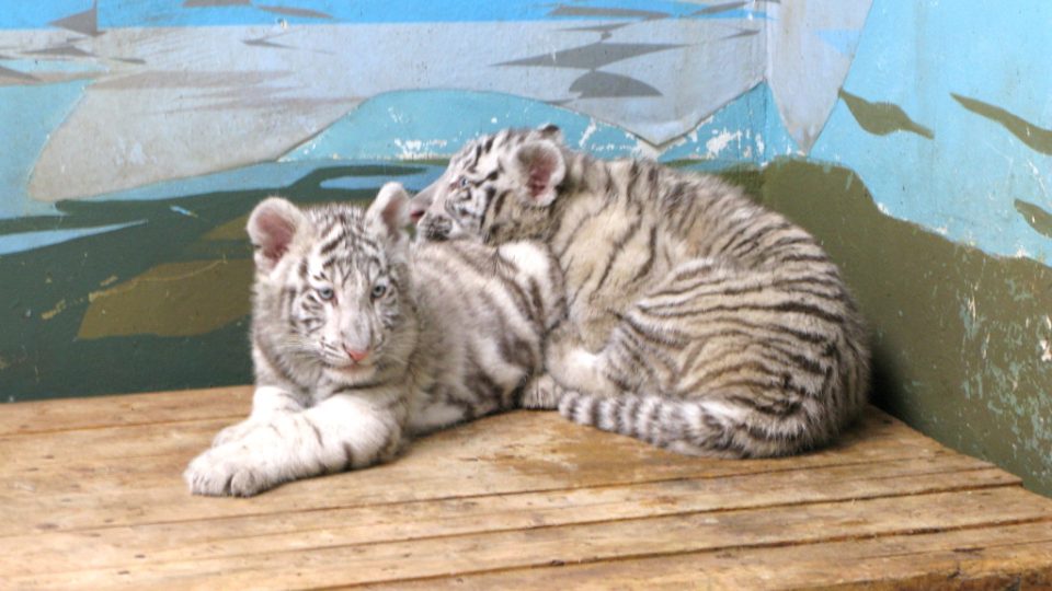 Bílí tygři v Zoo Bratislava (Samir, Surya a matka Shilang v prosinci 2008) Bílí tygři v Zoo Bratislava (Samir, Surya a matka Shilang v prosinci 2008)