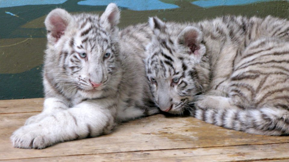 Bílí tygři v Zoo Bratislava (Samir, Surya a matka Shilang v prosinci 2008) Bílí tygři v Zoo Bratislava (Samir, Surya a matka Shilang v prosinci 2008)