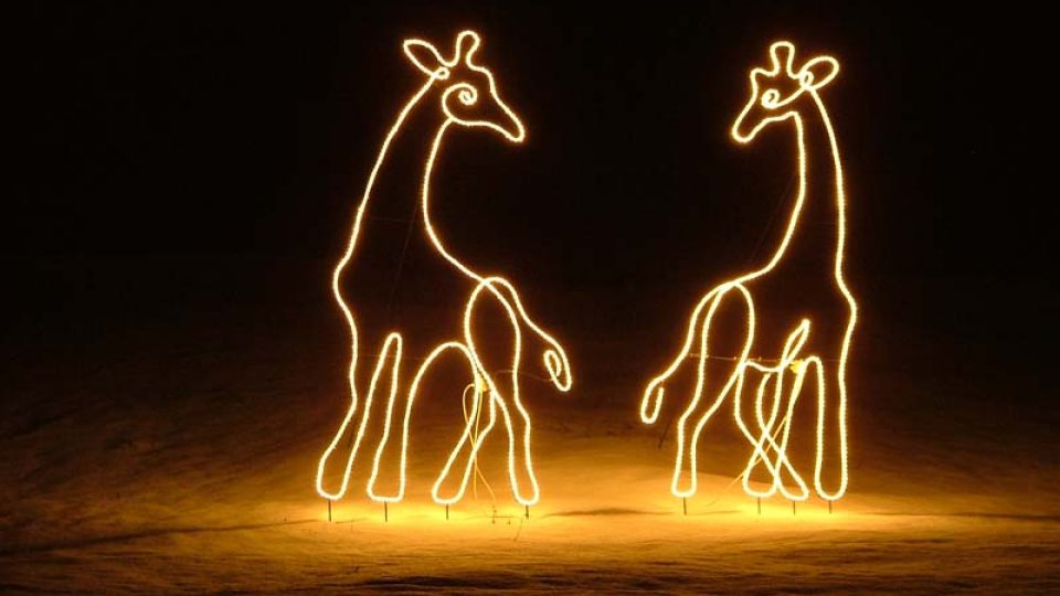 Zoo Dvůr Králové - svítící žirafy