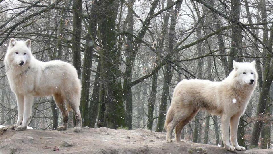 Zoo Brno - vlci kanadští