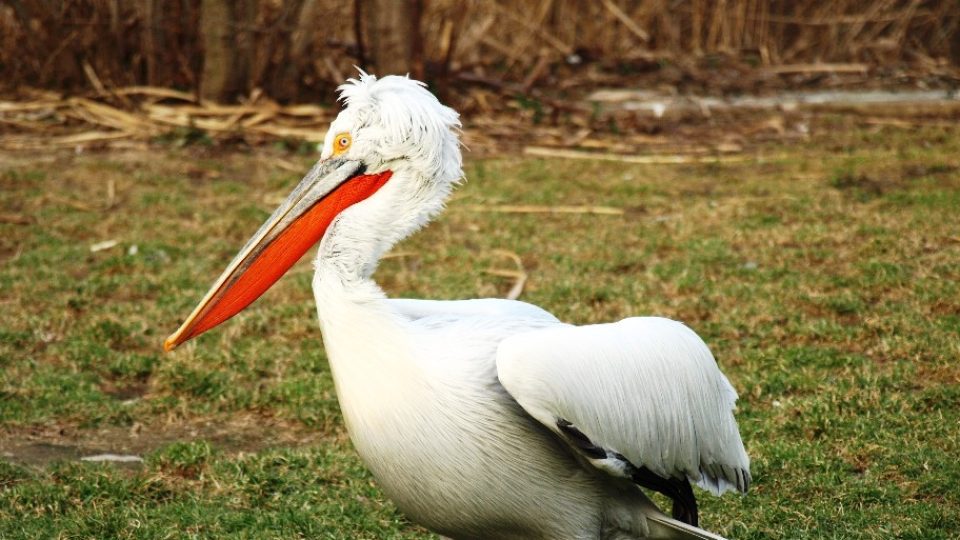 Zoo Praha - pelikán