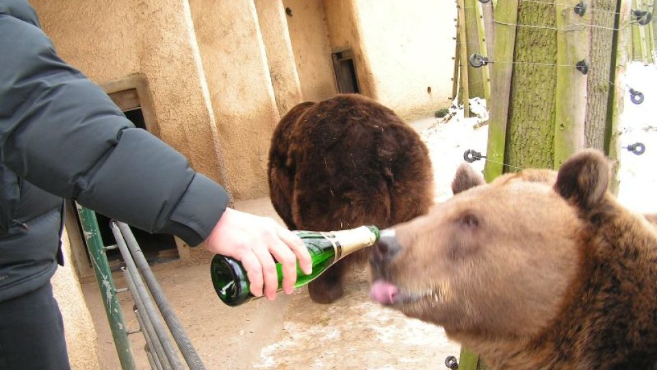 Večerníkoví medvědi slavili narozeniny