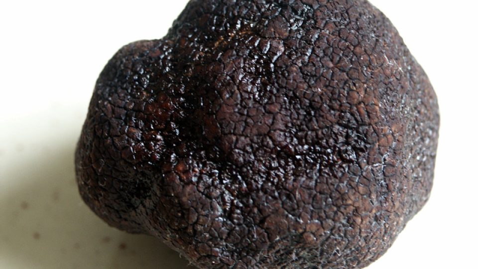 Lanýž černovýtrusý (Tuber melanosporum)