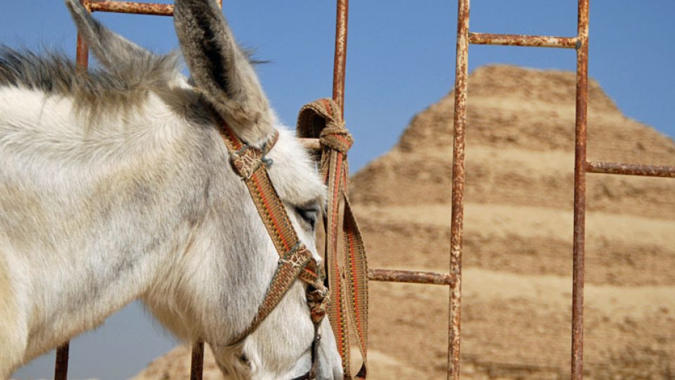 Čekání na cizince pod pyramidami