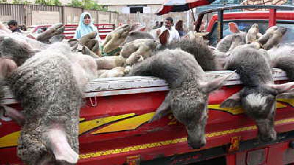 Přeprava živých ovcí v Egyptě
