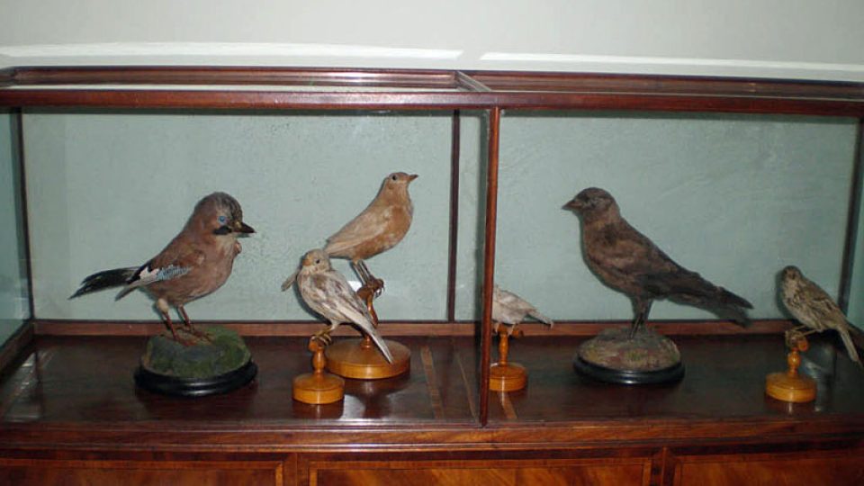 Ptáci z Darwinovy sbírky
