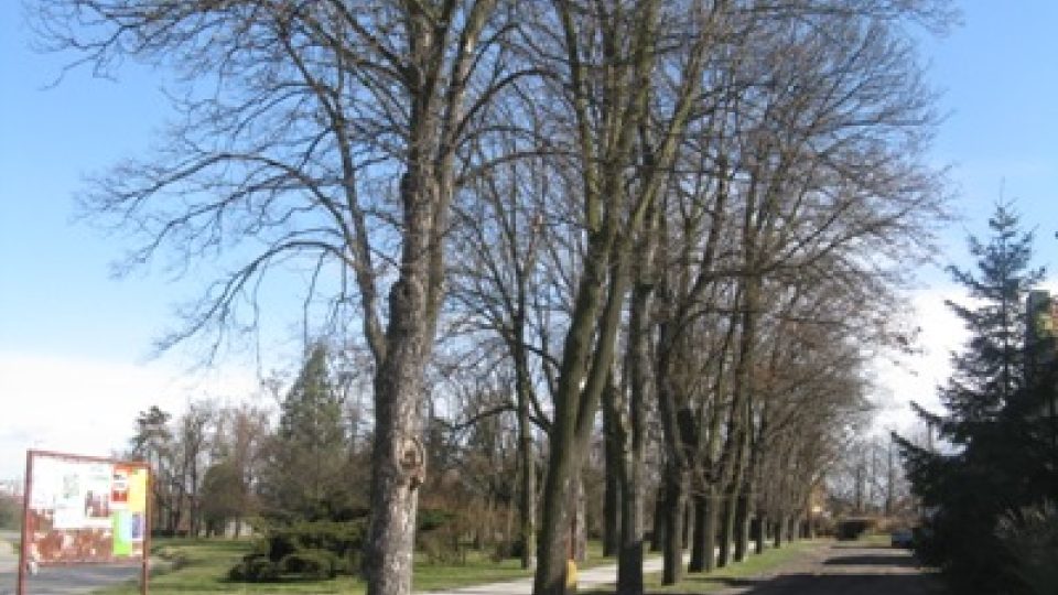 Stromy v Čelákovicích
