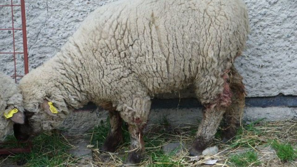 Ovce, které v Orlové napadli psi