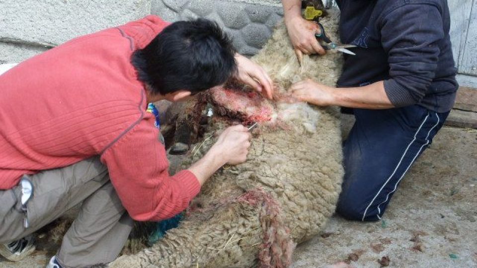 Ovce, které v Orlové napadli psi