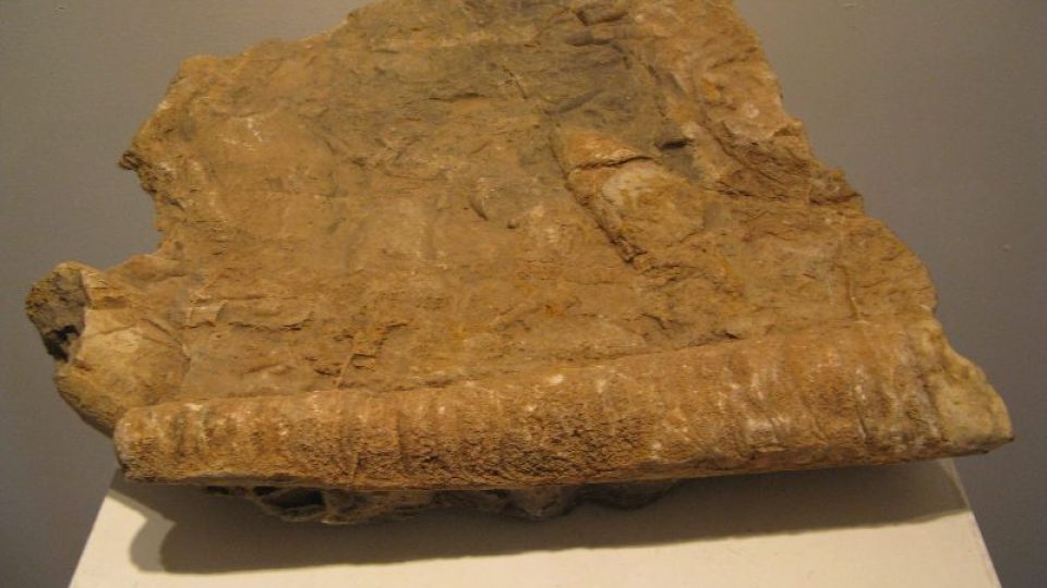 Vernisáž výstavy Zkamenělé poklady berounského muzea