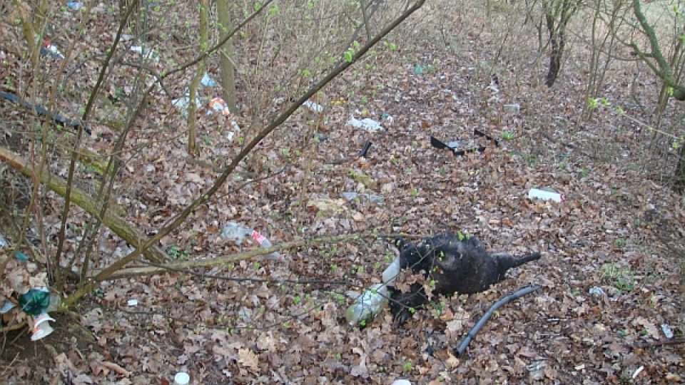 Uhynulá zvířata na skládce v Loděnici