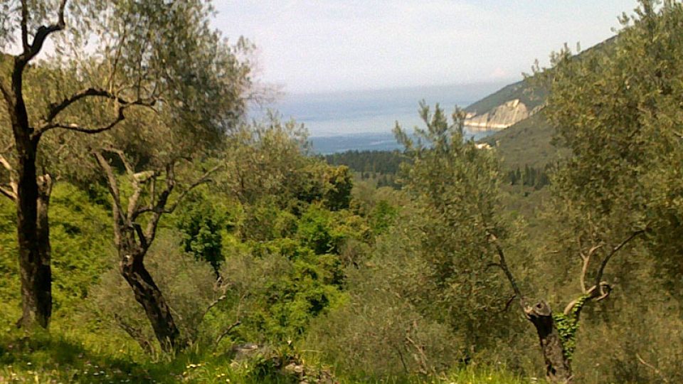 Pohled na olivové a piniové háje
