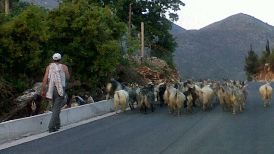Stádo koz na albánské silnici