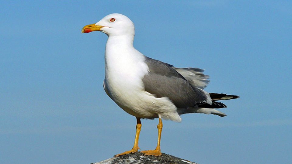 Rybáři mají v rackovi konkurenci