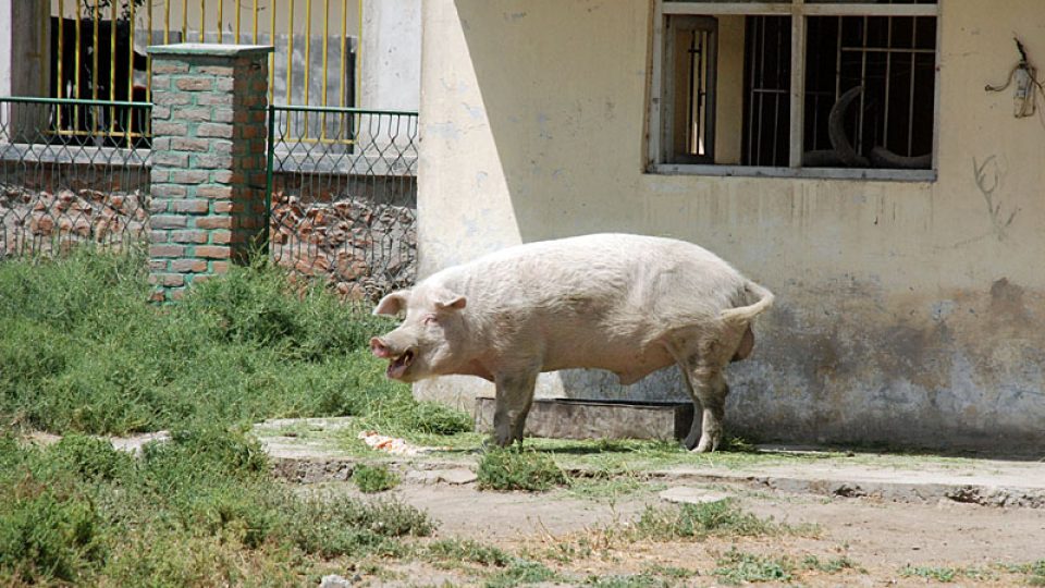 Prase domácí v kábulské zoo