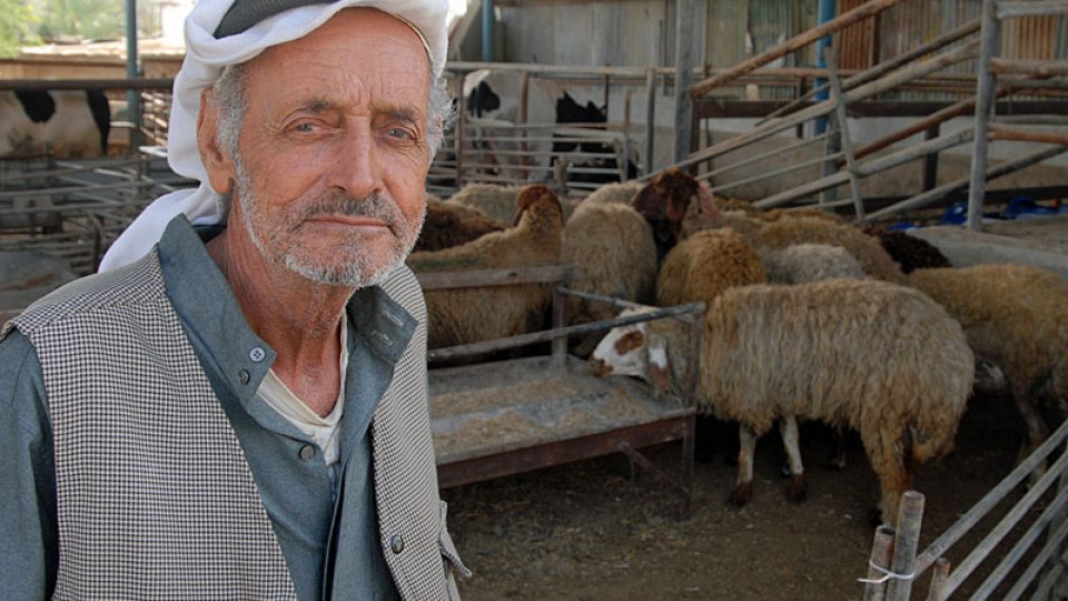 Palestinský obchodník s ovcemi Júsuf
