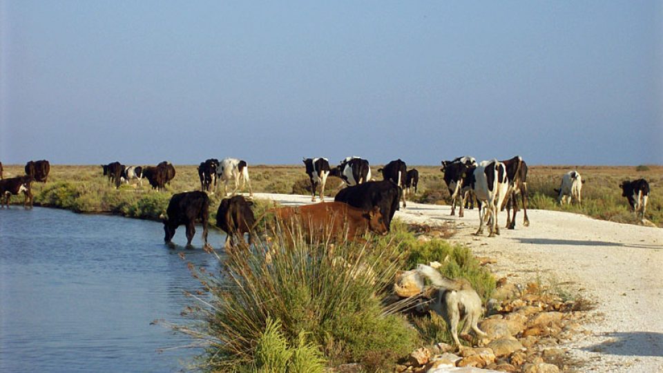 Krávy v chráněné krajině na řece Göksu