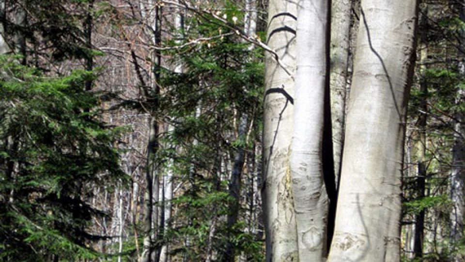 Strom ve slovenské rezervaci Vlčia