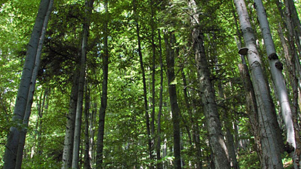 Mnoho stromů v přírodní rezervaci Vlčia