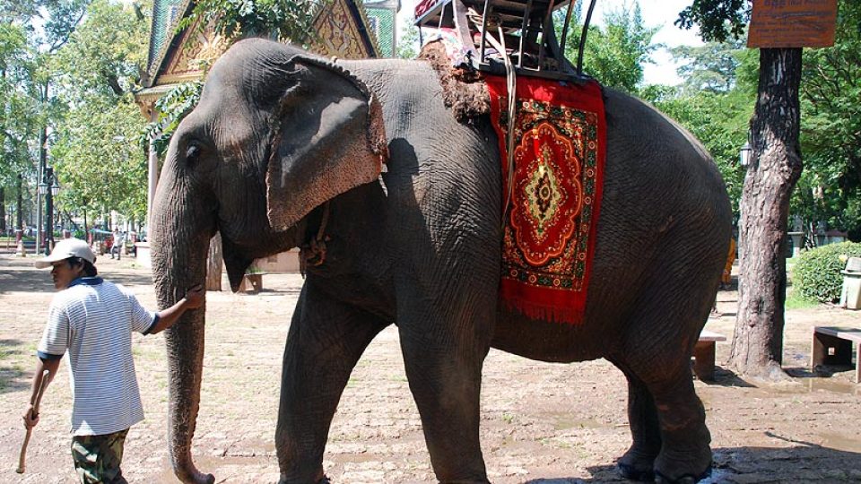 Slon se může v Kambodži stát