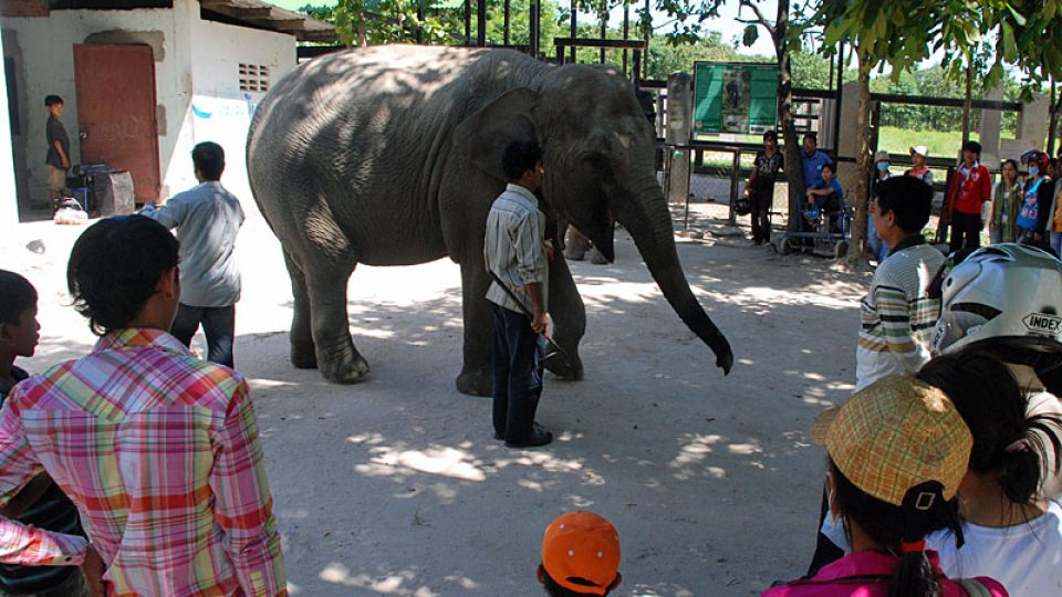 Slon při představení v záchranné stanici