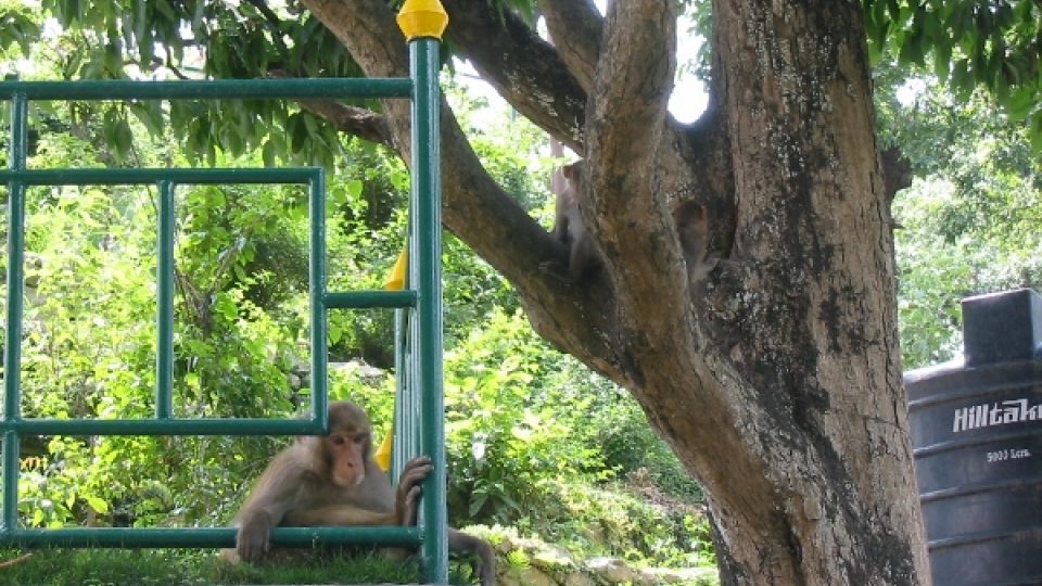 Tým primatologů, lékařů, epidemiologů a veterinářů zkoumal vzorky chlupů odstřižených z hlav opic, které žijí v nepálském chrámu Swayambu