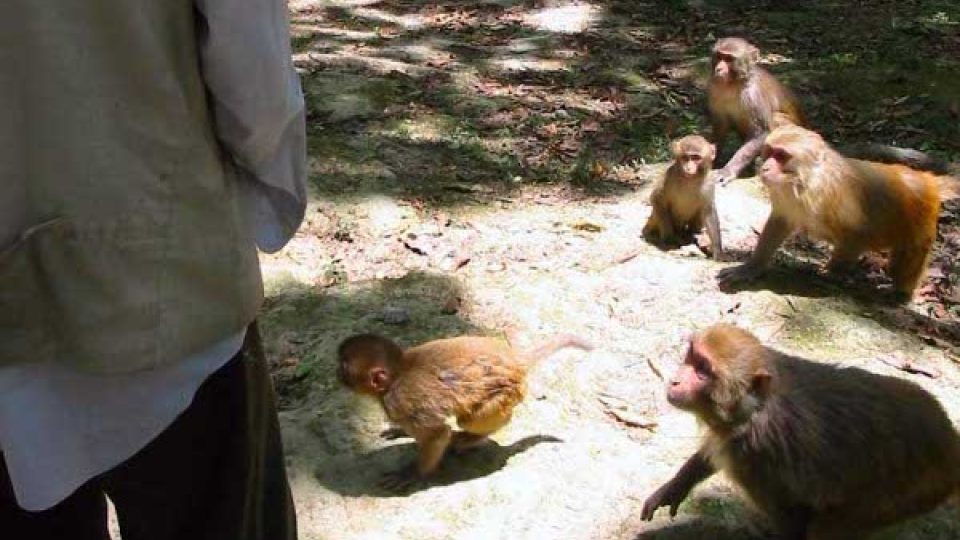 Odběr malého chomáče chlupů opicím, které jsou zvyklé na každodenní kontakt s lidmi, nijak neubližuje