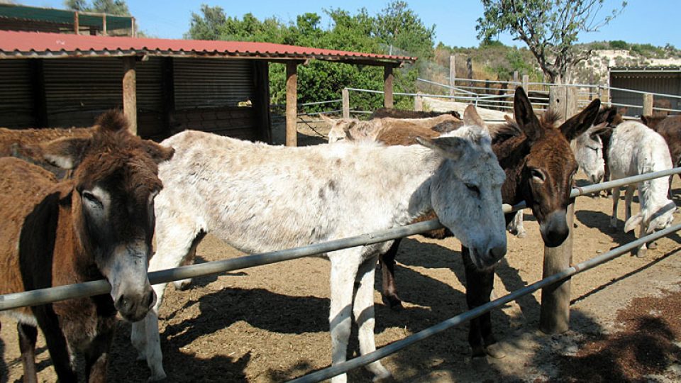 Kyperští osli
