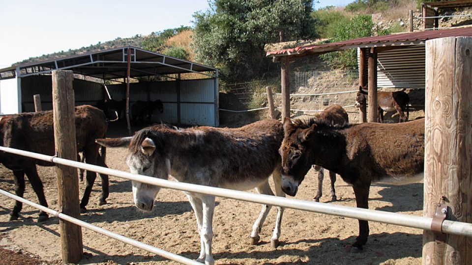 Kyperští osli žijí na ostrově tisíce let