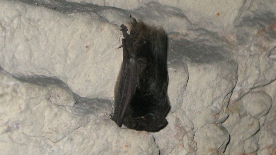 Ze sčítání netopýrů v Alkazaru