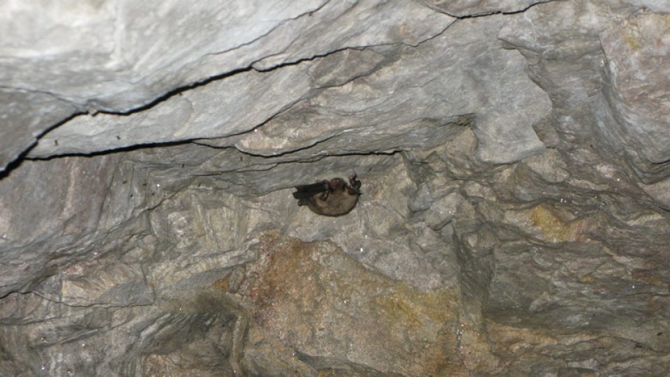 Ze sčítání netopýrů v Alkazaru