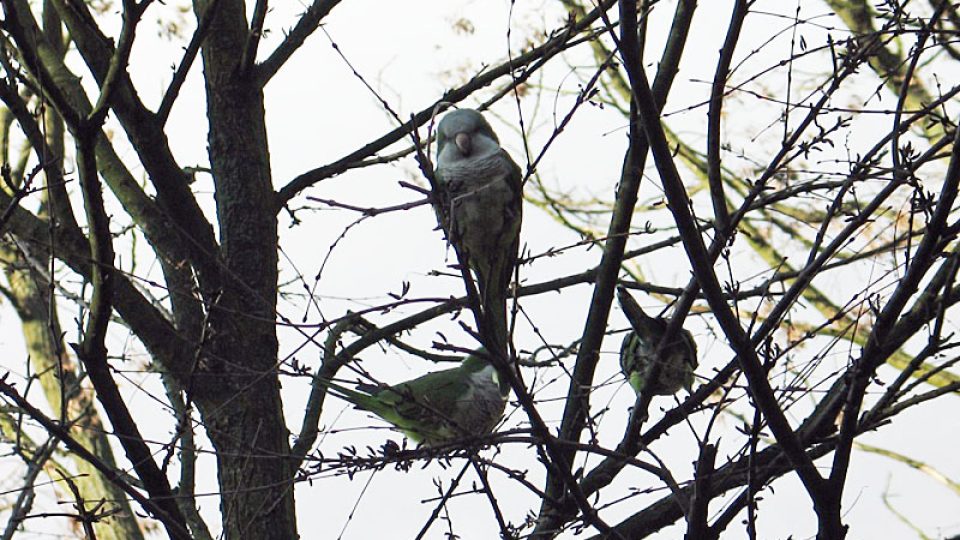 Papoušci ve větvích bruselských stromů