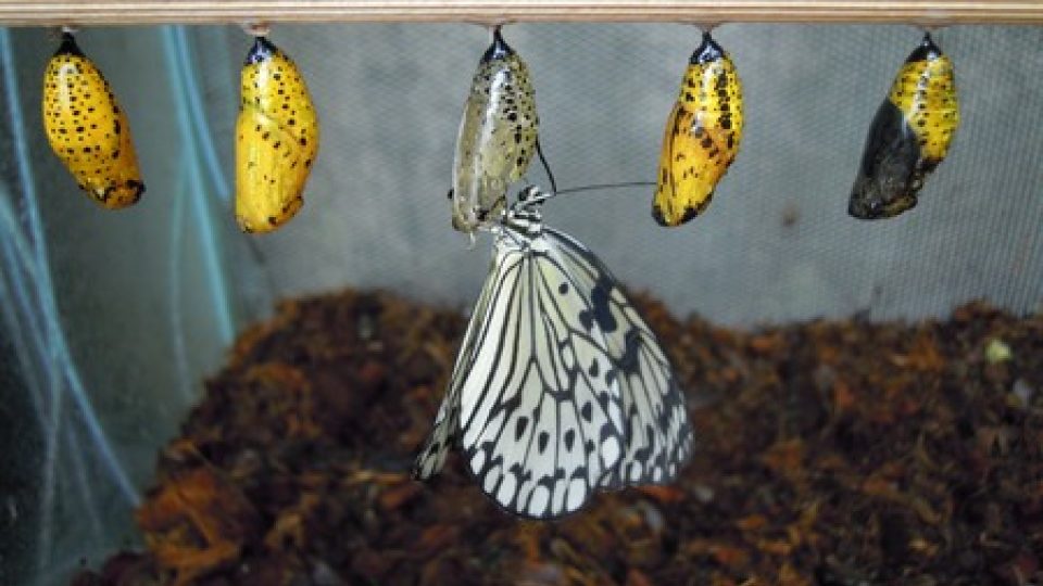 Kukly se do Tróji dovážejí postupně, aby mohlo co nejvíce návštěvníků vidět, jak se motýli líhnou