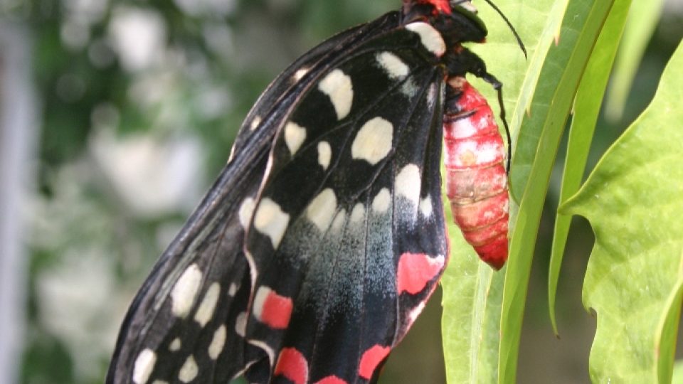 Papilio antenor 