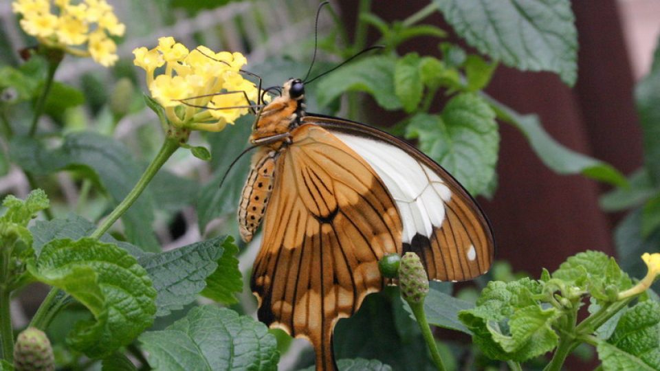 Papilio dardanus (foto: Eva Smržová)