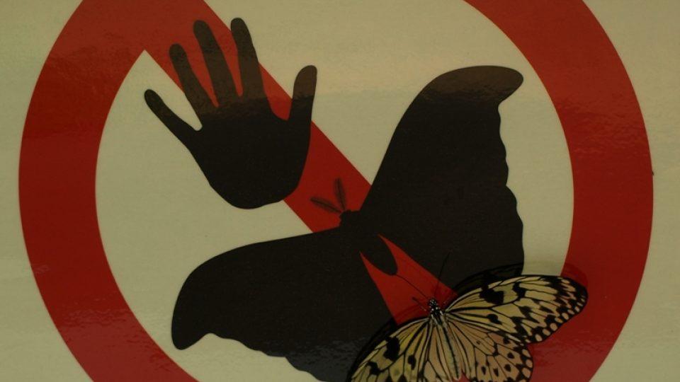 Všudypřítomné tabulky varují před dotýkáním se motýlů, škodí to jejich křídlům
