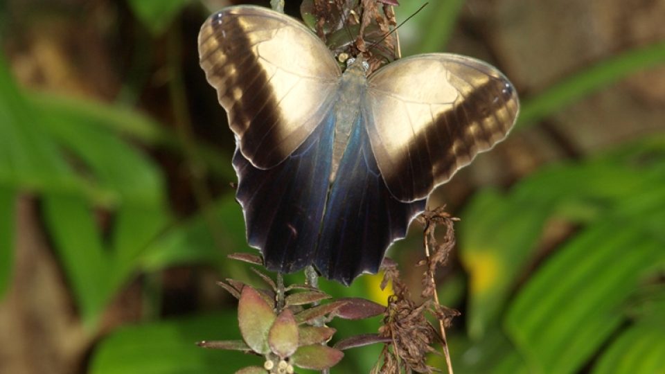 Půvab tropických motýlů může v lecčems soupeřit s krásou právě pučících květů 