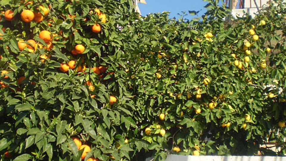 Pomerančovníky a citrónovníky
