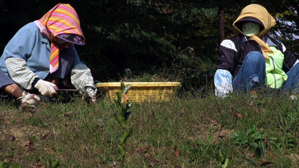 Důraz na hygienu - téměř stoprocentní zahalení pracujících (jezerní rezort Bomun)