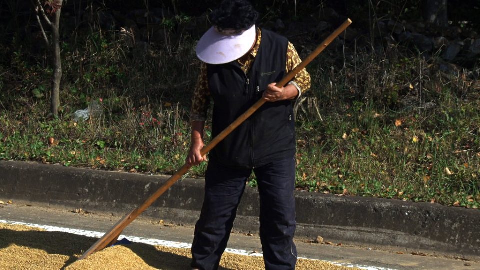 Zpracování rýže (oblast Danyang)