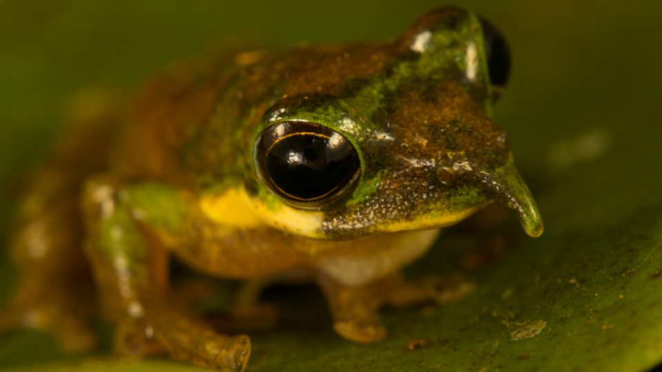 Nosatá žába patřící mezi rosnice (Litoria) - více na www.ngm.com/foja