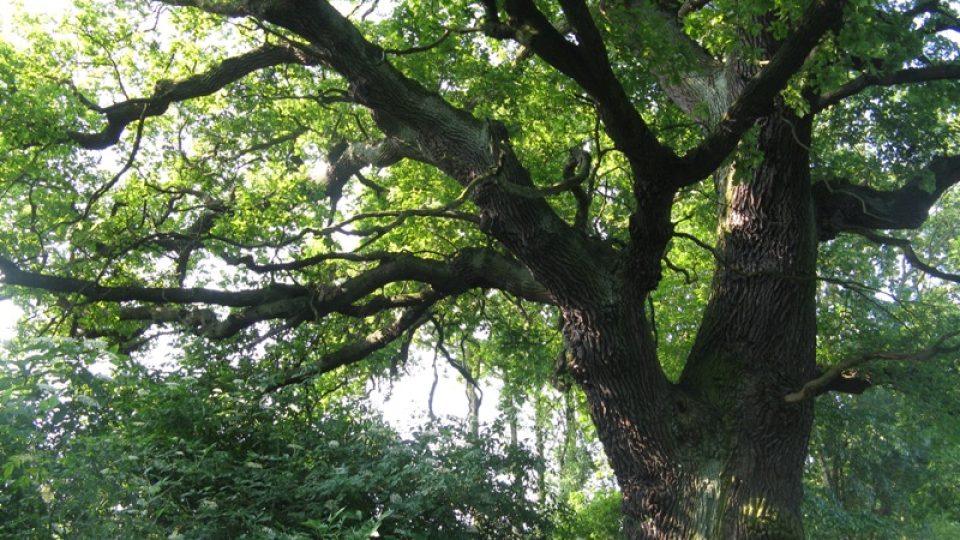 Měchnovský dub - mohutné větve