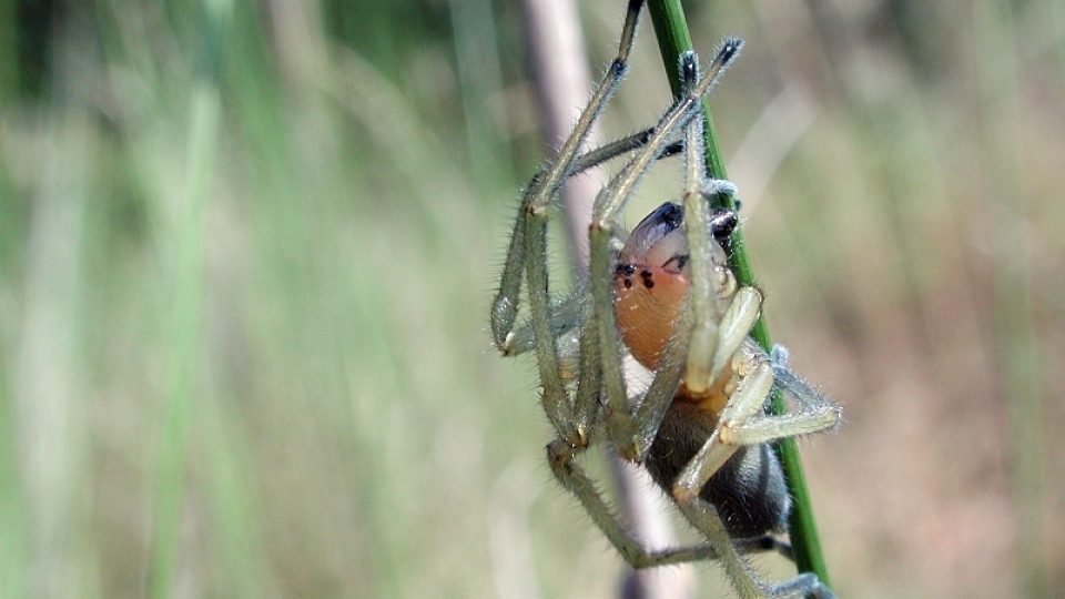 Zápřednice jedovatá (Cheiracanthium punctorium)