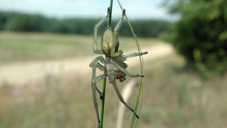 Zápřednice jedovatá (Cheiracanthium punctorium)