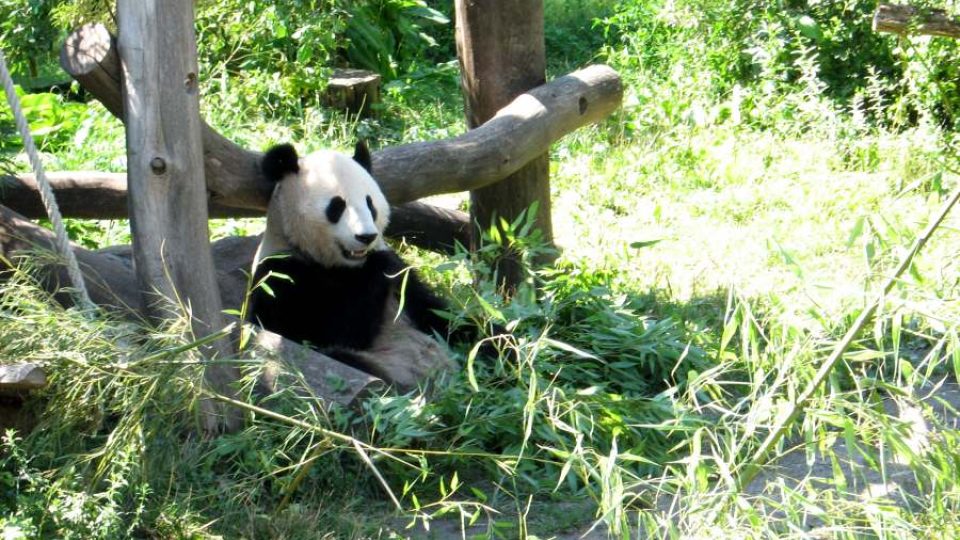 Yang Yang - matka pandího mláděte Fu Long