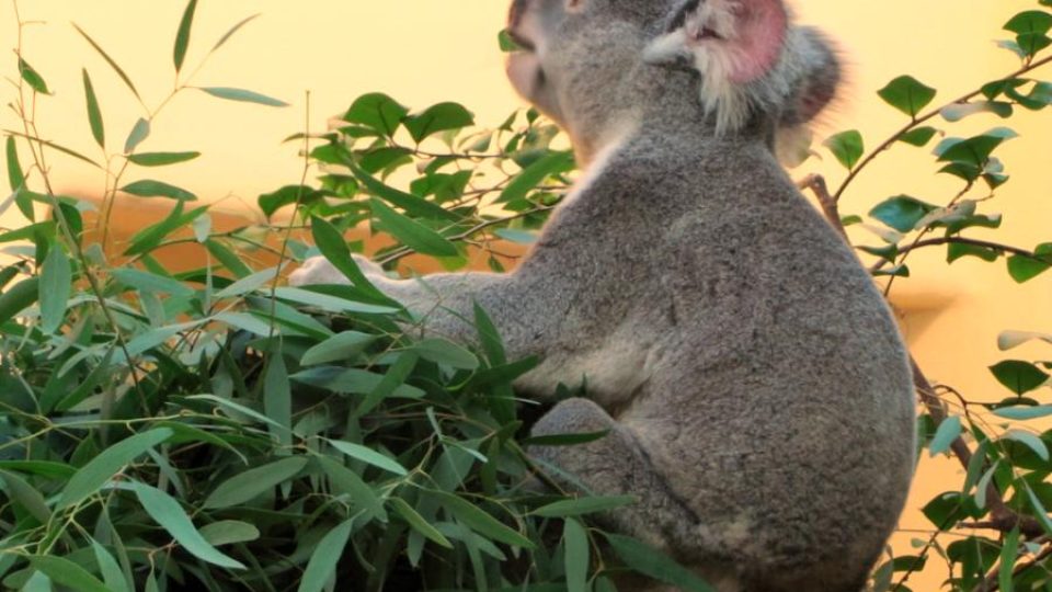 Medvídek koala při snídani