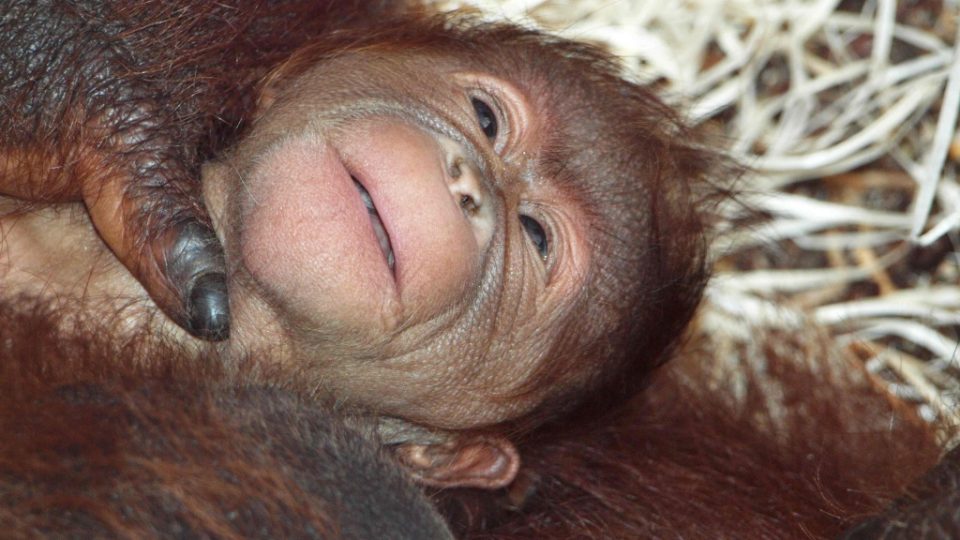 Orangutaní mládě