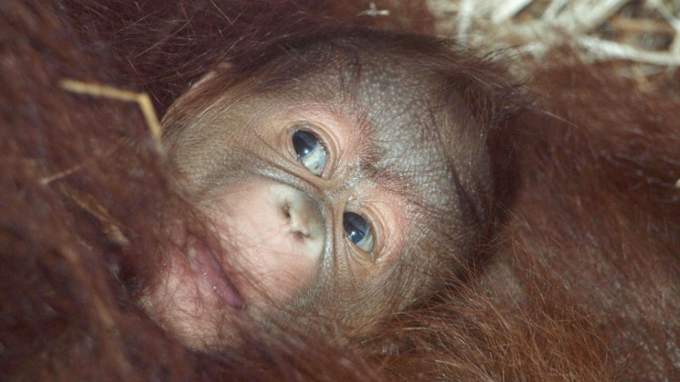 Orangutaní mládě